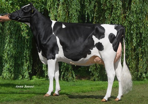 Plataan F 7706 VG-89