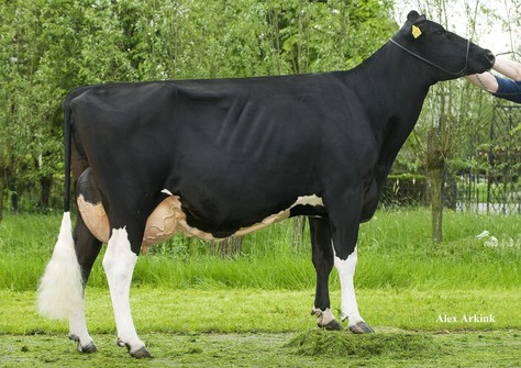 Plataan Frida 1 VG-89