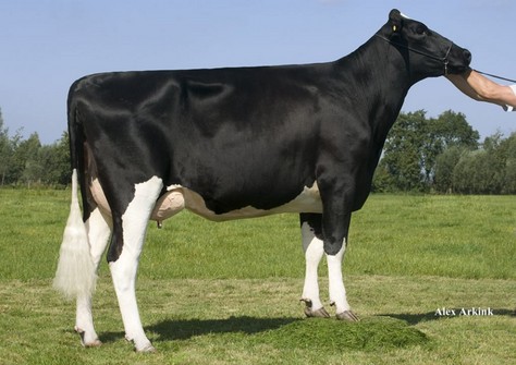 Plataan Frida 7465 VG-88