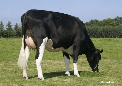 Plataan Frida 7465 VG-88