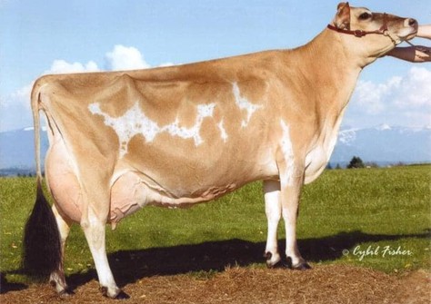 Pleasant Nook F Prize Circus EX-97