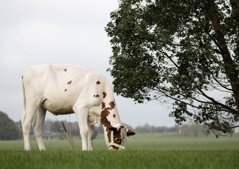 Poppe 3STAR Tattoo Red (Global Red x THI Tasty RDC) 