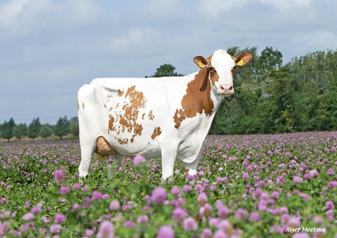 Poppe Fienchen 1270 VG-86