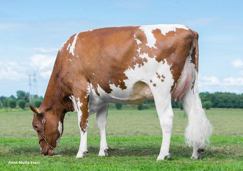 Poppe Fienchen 1569 VG-85 Poppe Fienchen 1569 VG-85