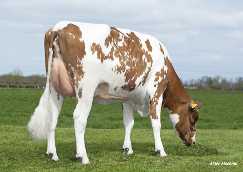 Poppe Fienchen 1591 P Red VG-85