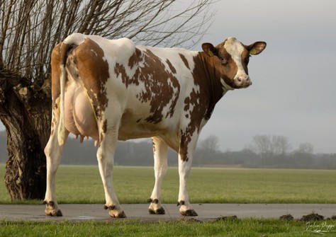 Poppe Fienchen 1591 P Red VG-85