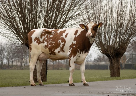 Poppe Fienchen 1591 P Red  VG-85