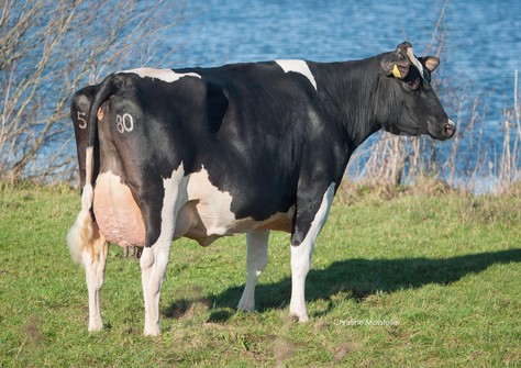 Fienchen 580 RDC VG-88