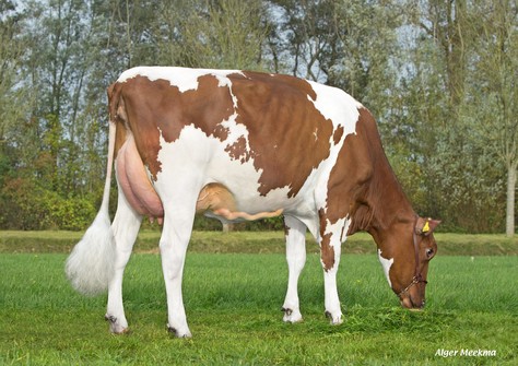 Poppe Fienchen 8685 Red VG-86