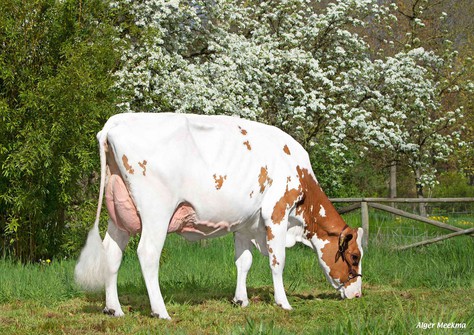 Poppe Kanu 1980 P Red VG-86