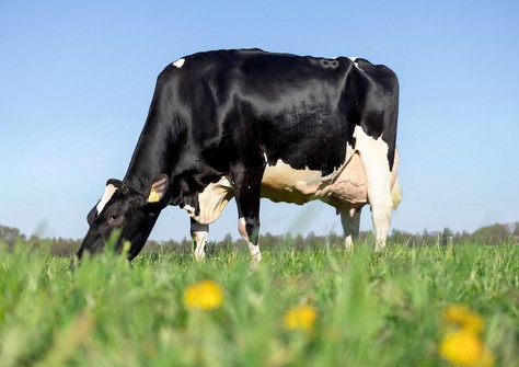 Poppe Kanu 2037 RDC VG-86