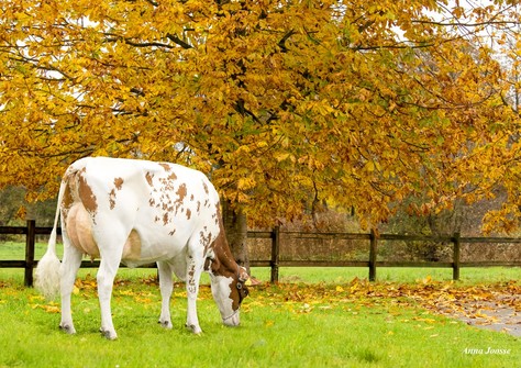 Poppe Kanu 2369 P Red VG-86