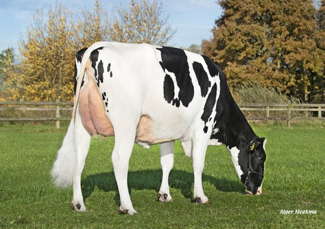 Poppe Shania P RDC VG-88