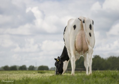 PR Shauny VG-88