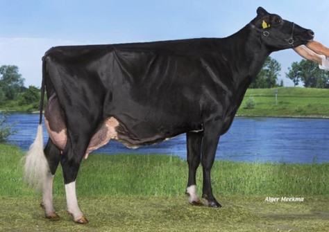 Prairie Hoeve Hendrika 39 EX-91