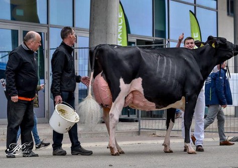 Prairie Hoeve Hendrika 82 NRM 2019 EX-90