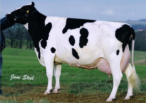 Quality Astre Felic EX-95