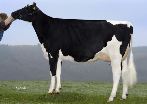 Buttighofer Beacon Queen VG-85