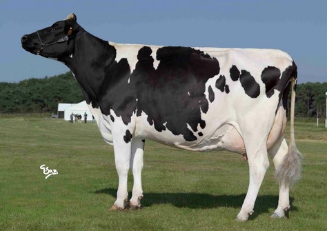 Radieuse EX-91