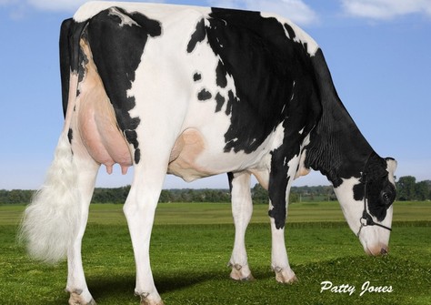 Rainyridge Super Beth RDC VG-86