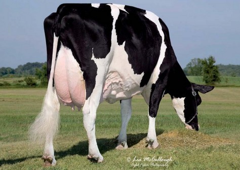 Ralma Durham Fireball EX-92