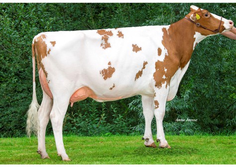 R&B Solitair Aisha P Red VG-86