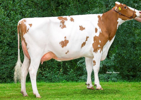 R&B Solitair Aisha P Red VG-85