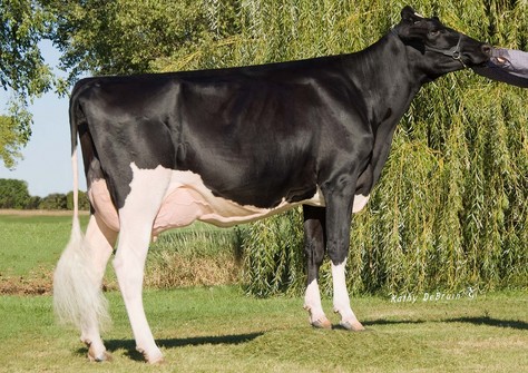 RC-LC Goldwyn ATM EX-92