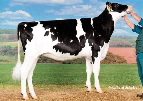 KNS Reality VG-86