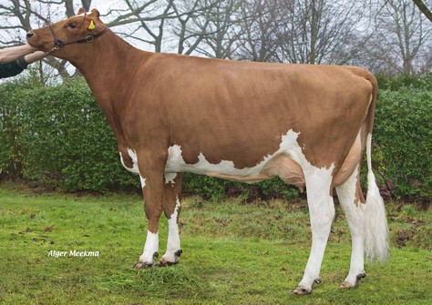 Red Rocks Massia 76 VG-86