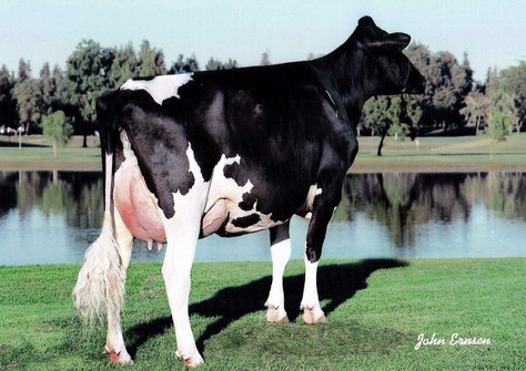 Regancrest-RH Durham Bliss VG-89