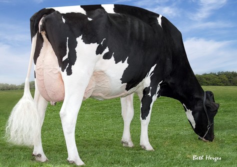 Regancrest S Chassity EX-92