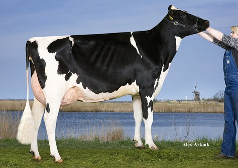 Rhala M.O.M. Daydream 5 VG-88