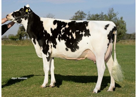 Rhala Shottle Daydream VG-87