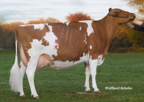 RH Talent Maxima EX-94 (Talent x RH Meggilee) EX-90