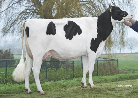 Riethil Jasmine (s. Silver) VG-85