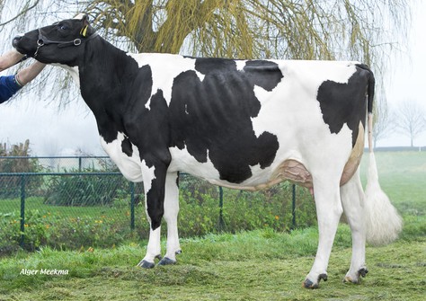Riethil Summer Love (v. Balisto) VG-86 Riethil Summer Love (v. Balisto) VG-86