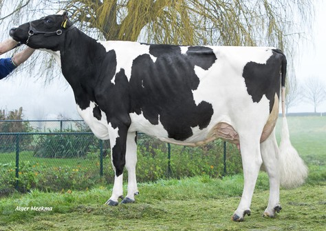 Riethil Summer Love (v. Balisto) VG-86