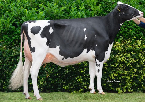 Ritmaster Ella 1 VG-86