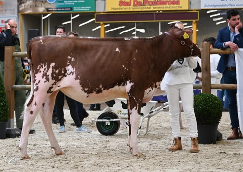 Ritmaster Esmeralda 6 Red VG-86