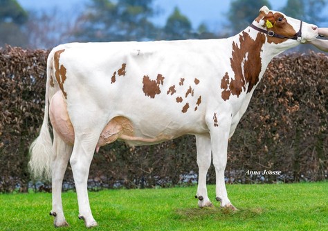 Ritmeester Marion P Red VG-86