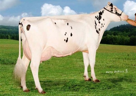 Ri-Val-Re Shtl Calarie VG-87