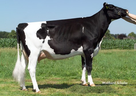 KNS Riviera VG-86