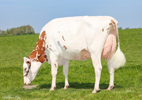 Rocca 3STAR Adna VG-89