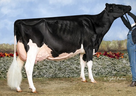 Rockymountain Talent Licorice EX-95