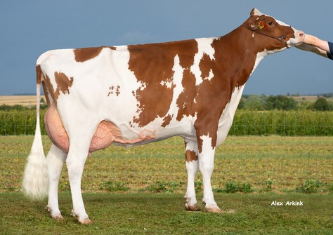 HLB 3STAR OH Rose Red GP-83