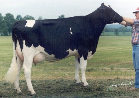 Hanoverhill TT Roxette EX-94