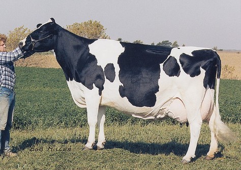 C Glenridge Citation Roxy EX-97