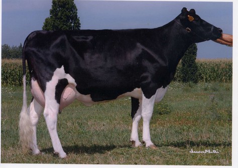 Royal Idevra Egna VG-85