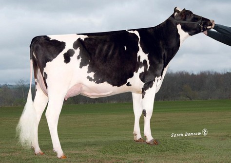 Royal-Vista Epic Estelle EX-91